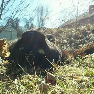 Meet your Posher, Josie